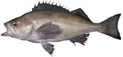 Widow Rockfish